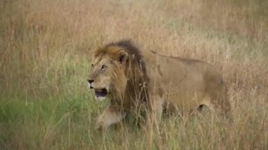 Afrika Savanasının Meadow 'unda Aslan Yürüyüşü Yakından. Doğal Yaşam Alanında Hayvan