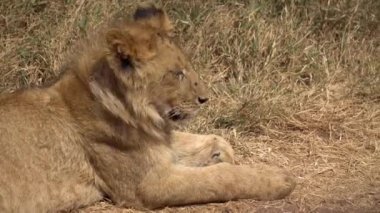 Genç Afrikalı Aslan diğer adıyla Cub Close Up. Hayvan Çimenlerde Uzanıyor ve Ayağa Kalkıyor