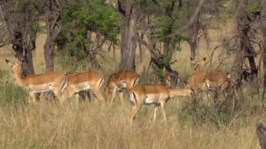 Ceylan, nam-ı diğer İmpala Antilop Grubu Afrika Savanasında Besleniyor, Doğal Yaşam Alanı