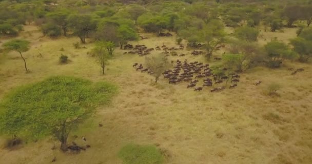 Vue aérienne cinématographique du troupeau de gnous dans la savane du parc national en Tanzanie 