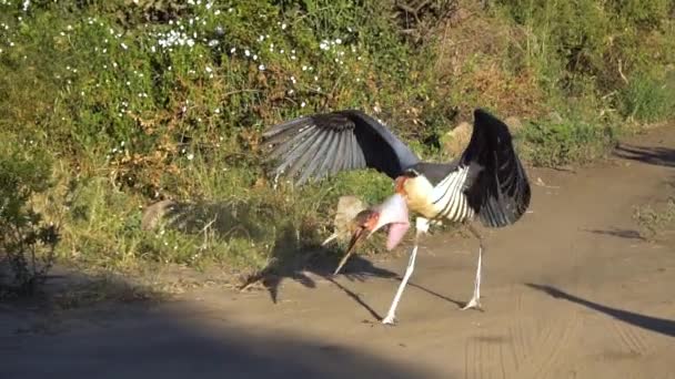 Storch Marabou Vogel landet auf staubiger Straße im Nationalpark beim Essen — Stockvideo