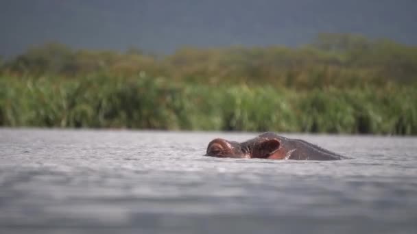 Hippopotamus Amphibius aka Hippo Head Diving in River Water, Close Up Low Angle — Stock Video