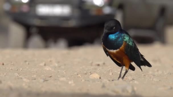 Eccellente uccello Starling sulla strada polverosa di fronte ai veicoli Safari Close Up — Video Stock