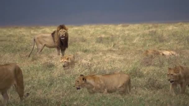 Vecchio leone a guardare il suo orgoglio, leonessa e cuccioli che camminano nel pascolo — Video Stock