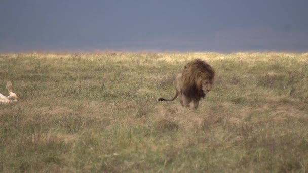 Lion Laying Down in Grass of African Savannah Slowmotion 120fps — Stock Video