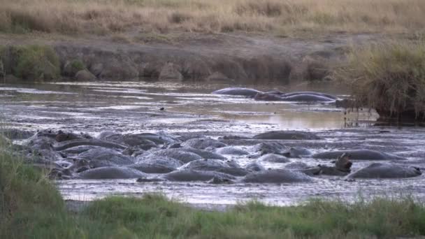 Ippopotamo Ippopotamo mandria nel fango di stagno. Animali in habitat naturale, rallentatore — Video Stock