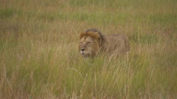 León africano caminando en el prado de sabana buscando presas en hábitat natural — Vídeo de stock