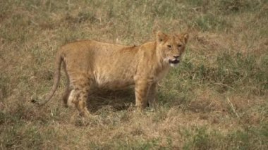 Genç Afrikalı Aslan namı diğer Yavru Yakın çekim Vahşi Hayvan ve Doğal Yaşam Alanı