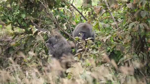 Babbuino Scimmie si nutre di ramo d'albero. Animali africani in habitat naturale — Video Stock