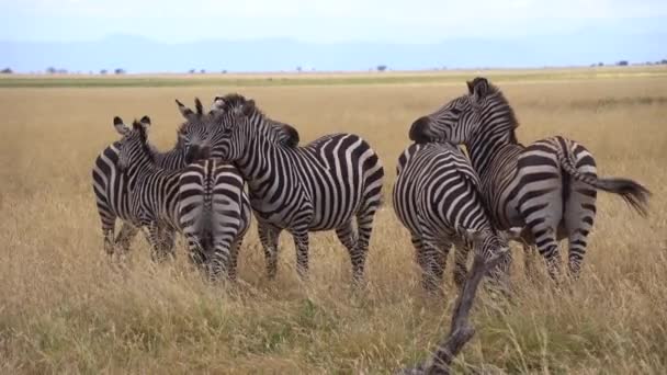 Zebra csorda az afrikai Savannah-ban közelkép. Természetes élőhelyen élő állatok Tanzánia — Stock videók