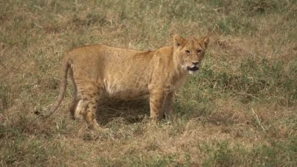 Unga afrikanska lejon aka Cub närbild, djur i vildhet och naturlig livsmiljö — Stockvideo