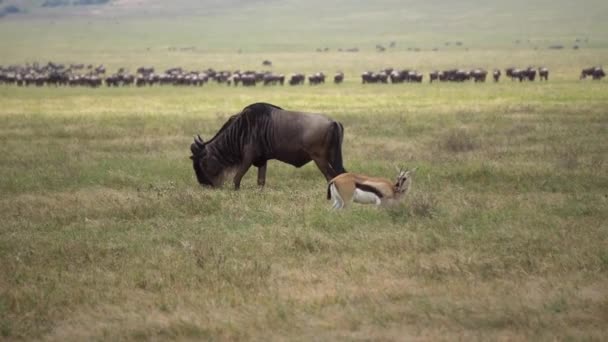 Wildebeest aka Gnu och Young Eland Antelope tillsammans äta gräs på ängen — Stockvideo