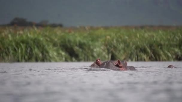 河马两栖动物（Hippopotamus Amphibius aka Hippo），在炎热的日子在河里的动物，低角度 — 图库视频影像