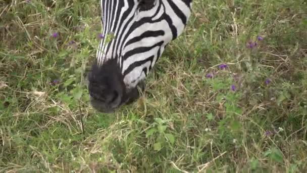 プレインゼブラ頭を閉じます,サバンナでアフリカの動物の食べる草 — ストック動画