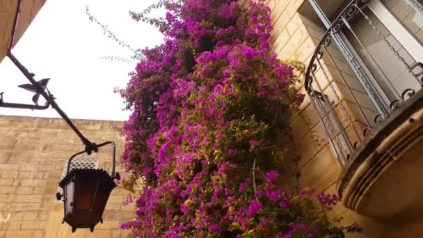 Mdina, Malta. Flor de buganvilla púrpura contra la fachada del edificio histórico — Vídeo de stock
