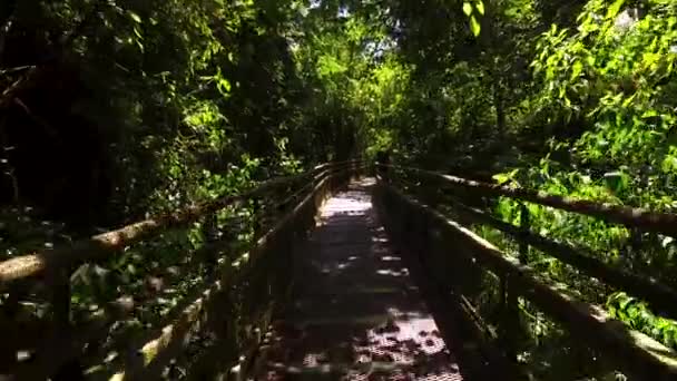Caminhando no Caminho na Floresta Tropical do Parque Nacional das Cachoeiras do Iguaçu, Argentina — Vídeo de Stock