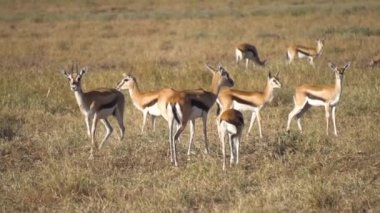 Afrika Savanasındaki Ceylan Sürüsü. Impala Antilobu Yavaş Hareket 120fps