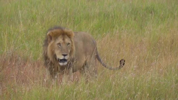 В Медоу африканской саванны ищут африканскую львицу — стоковое видео