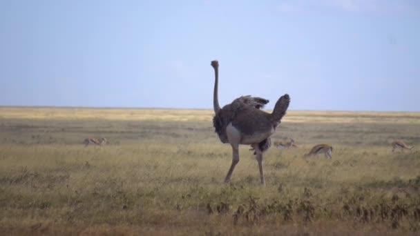 Movimiento lento de las alas móviles de avestruz común mientras camina en la sabana africana — Vídeos de Stock