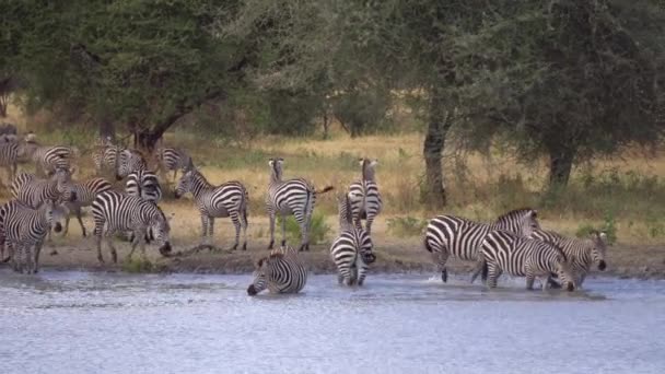 Zebrák csordája az itatóhelyen, állatok a természeti környezetben, Afrika — Stock videók