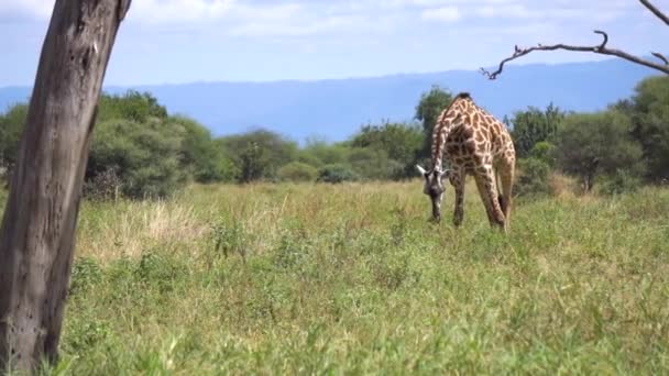 Langzame beweging van Giraffe Eetgras in Savanne van Tanzania National Park — Stockvideo