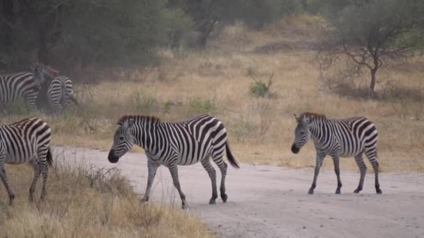 Zebrák haladnak el a Dusty Road mellett a Tanzániai Nemzeti Parkban, Slowmotion 120fps — Stock videók