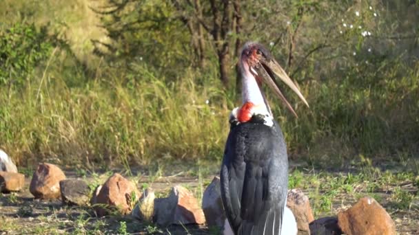 Storch Marabou Vogel im Nationalpark Tansania, Zeitlupe — Stockvideo