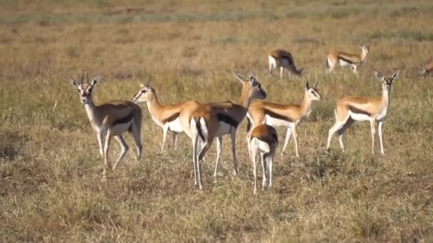 Газета "Герд" в африканській савані. Impala Antelope Slow Motion 120fps — стокове відео