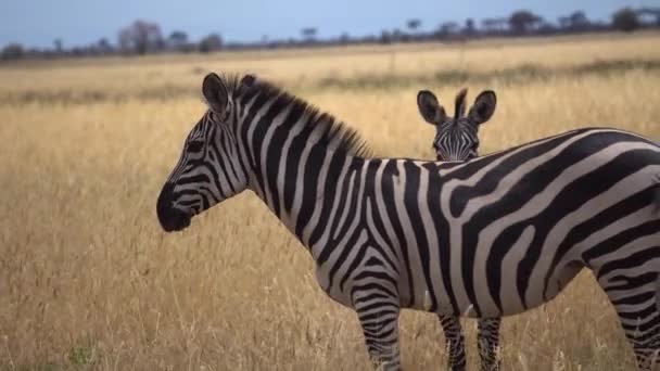 Ung och gammal zebra i afrikanska Savanna, Tanzania National Park. Närbild — Stockvideo