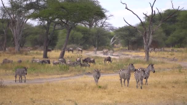 Animales de cebra y ñus en el rebaño Slowmotion, África — Vídeo de stock