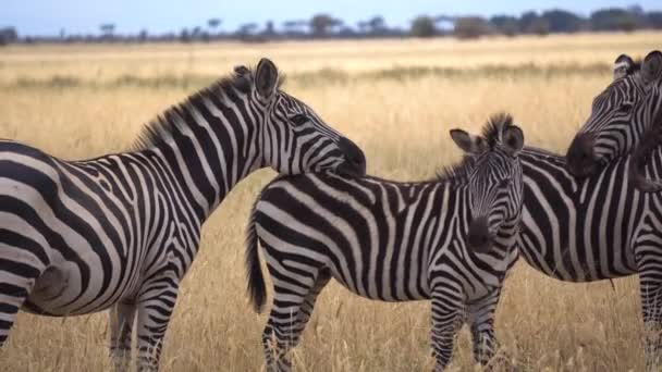 Famiglia Zebra a Savanna del Parco Nazionale, Close Up. Animali in habitat naturale — Video Stock