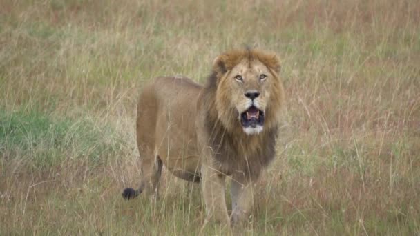 Lew aka Panthera Leo stojący na łące Savanna, 120fps Slow Motion — Wideo stockowe