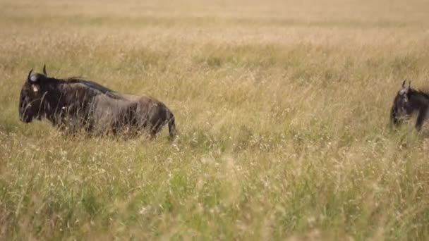 Manada de gnus correndo em ordem em pastagens de savana africana Savanna Slow Motion — Vídeo de Stock