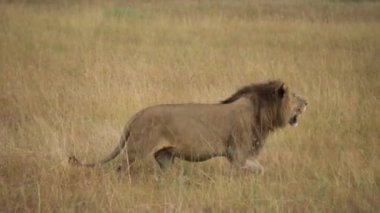 Aslan Erkek Avcı, Savanna 'nın Meadow' unda Av Arıyor. Doğadaki Vahşi Hayvan
