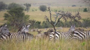Zebra Ailesi 'ni kameraya bakarken alarma geçirin. Doğal Koruma Altındaki Hayvanlar