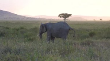 Fil Toz ve Yürümekten Kurtuldu, Doğal Yaşam Alanında Afrika Vahşi Hayvanı