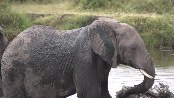 Молодой слон освежает себя грязной водой из пруда медленное движение 120 кадров в секунду — стоковое видео
