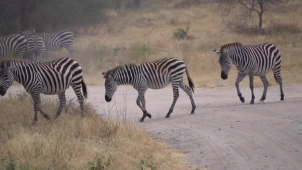 Tanzánia, Afrikai Szafari. Zebrák a poros úton Savannah-ban, Lassú mozgás — Stock videók