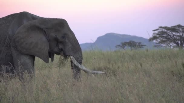 Elefant närbild, äta gräs. Djur i naturlig miljö, Tarangire Tanzania — Stockvideo