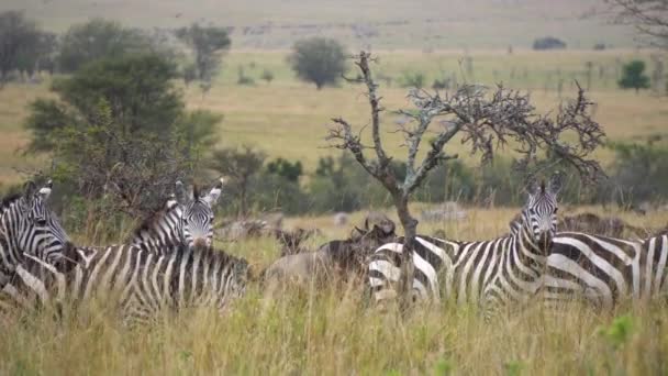 Gros plan de la famille Zebra en alerte regardant la caméra. Animaux en réserve naturelle — Video