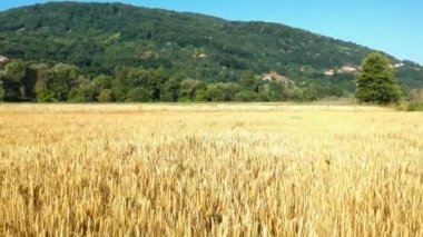 Sırbistan 'ın Kırsal Bölgesindeki Altın Buğday Tarlasının Hava Görüntüsü