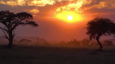 Afrika Savanasının Renkli Manzarası Akşam Güneşi