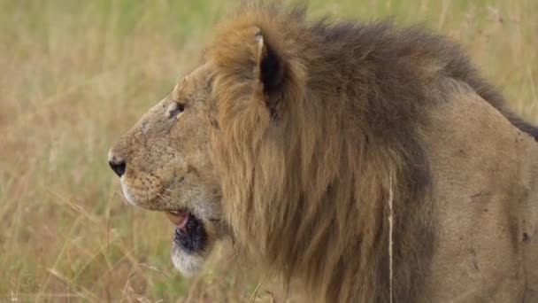 Close Up of Adult Male Lion, Panthera Leo. Wild Animal Looking For Prey — Stock Video