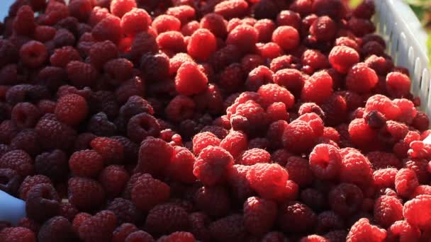 Framboesas recém-colhidas Close Up. Fruta vermelha madura na cesta branca — Vídeo de Stock