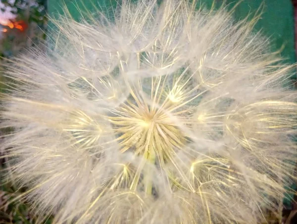 Goldschimmernde Schwarzwurzelblüten Auf Grünem Hintergrund Großaufnahme — Stockfoto