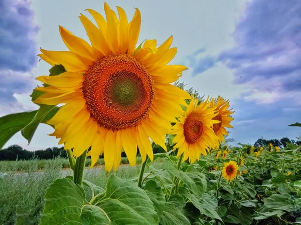 Bright flower of sunflower against the background of a stormy sky...