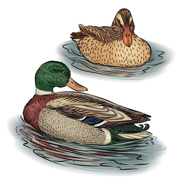 Duck Male Female Swim Pond Water Birds Mallards Farm Animals — Stock Vector