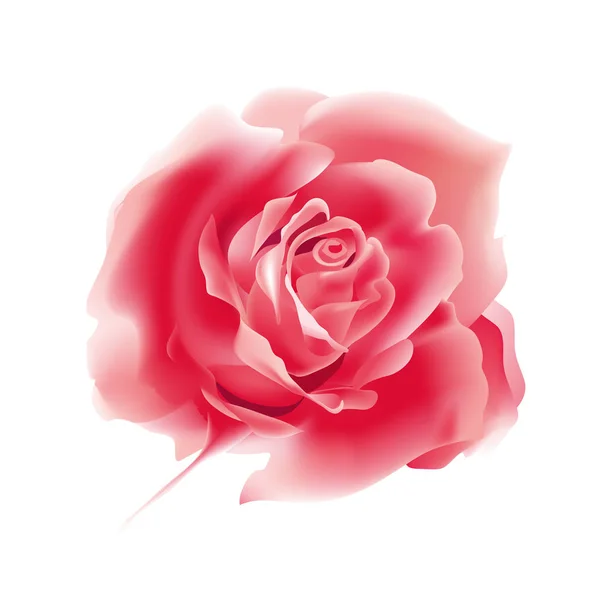 Rose Rose Rouge Isolée Sur Fond Blanc Illustration Vectorielle Réaliste — Image vectorielle