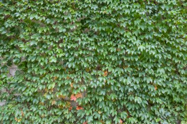 yeşil yapraklar arkaplan