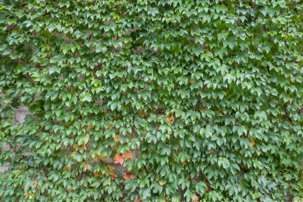 yeşil yapraklar arkaplan